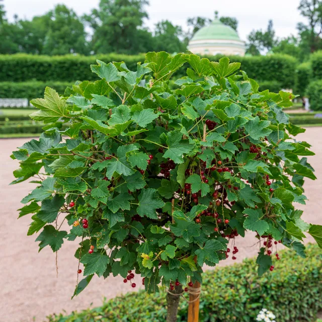 Bakker Jonkheer van Tets groseillier rouge tige 100cm