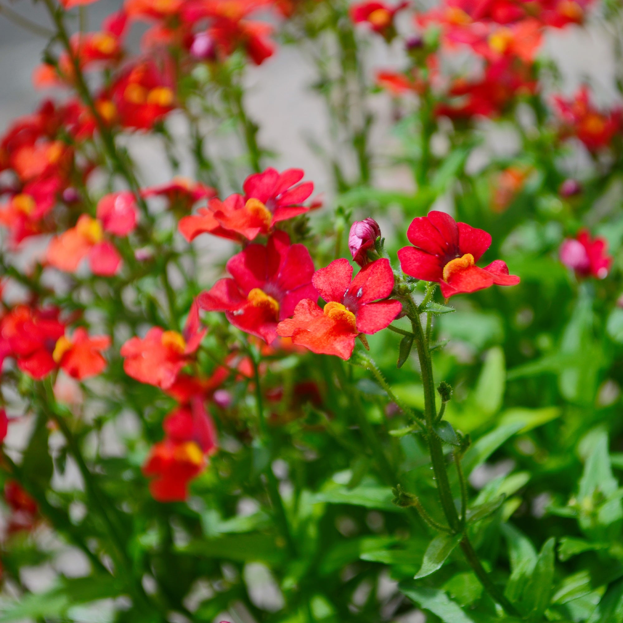 Bakker Némésie rouge Nemesia plante pot 10,5cm