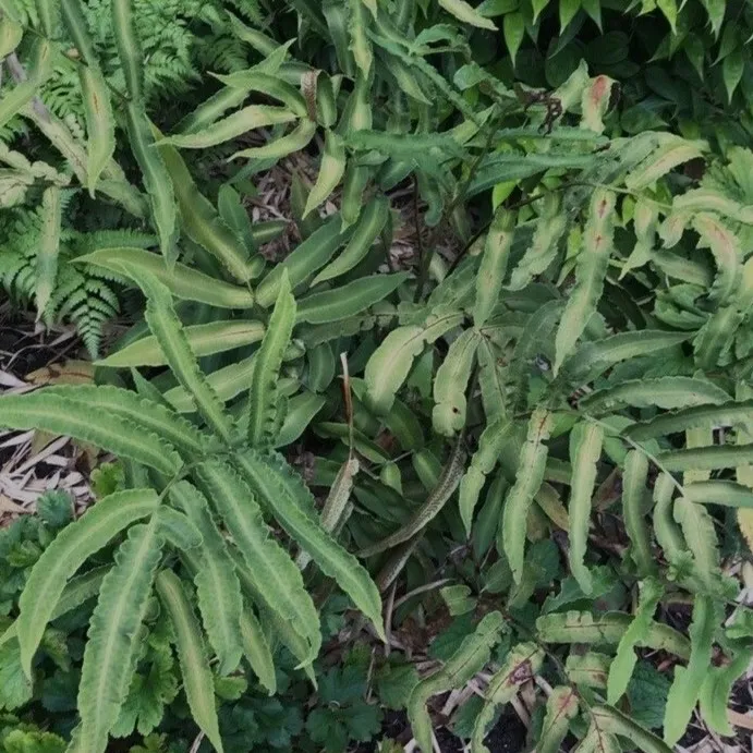 Dryopteris sieboldii fougère persistante plante de jardin