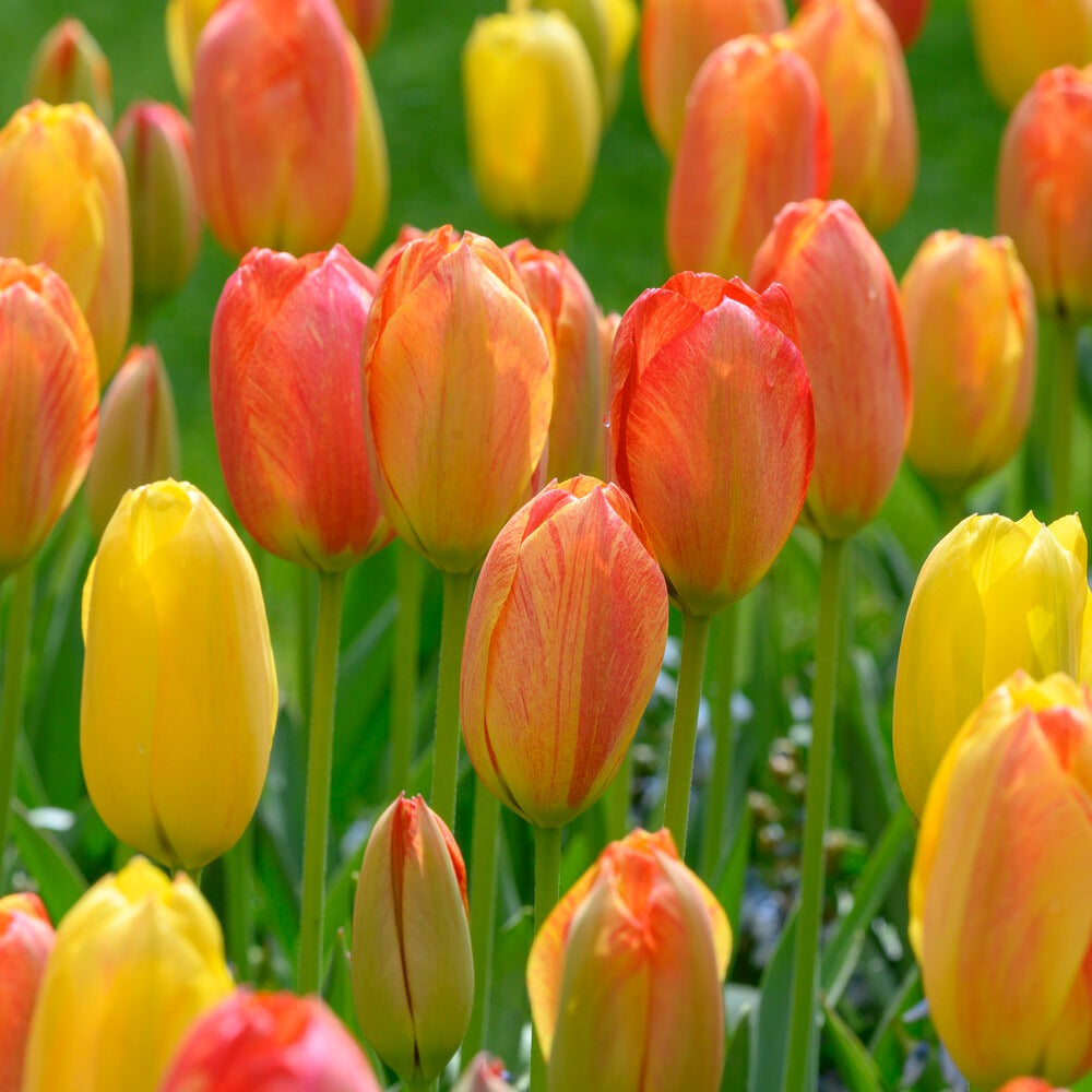 Bakker Tulipes Rhapsody of Smiles bulbes x5 jaune-orange