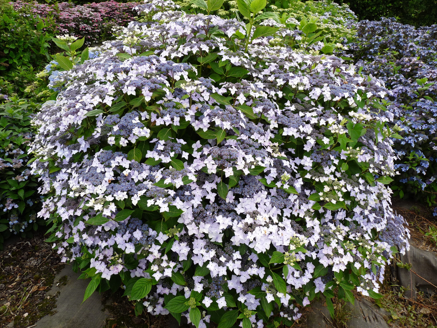 Les Hortensias du Haut Bois Doyma hortensia macrophylla fleurs plates