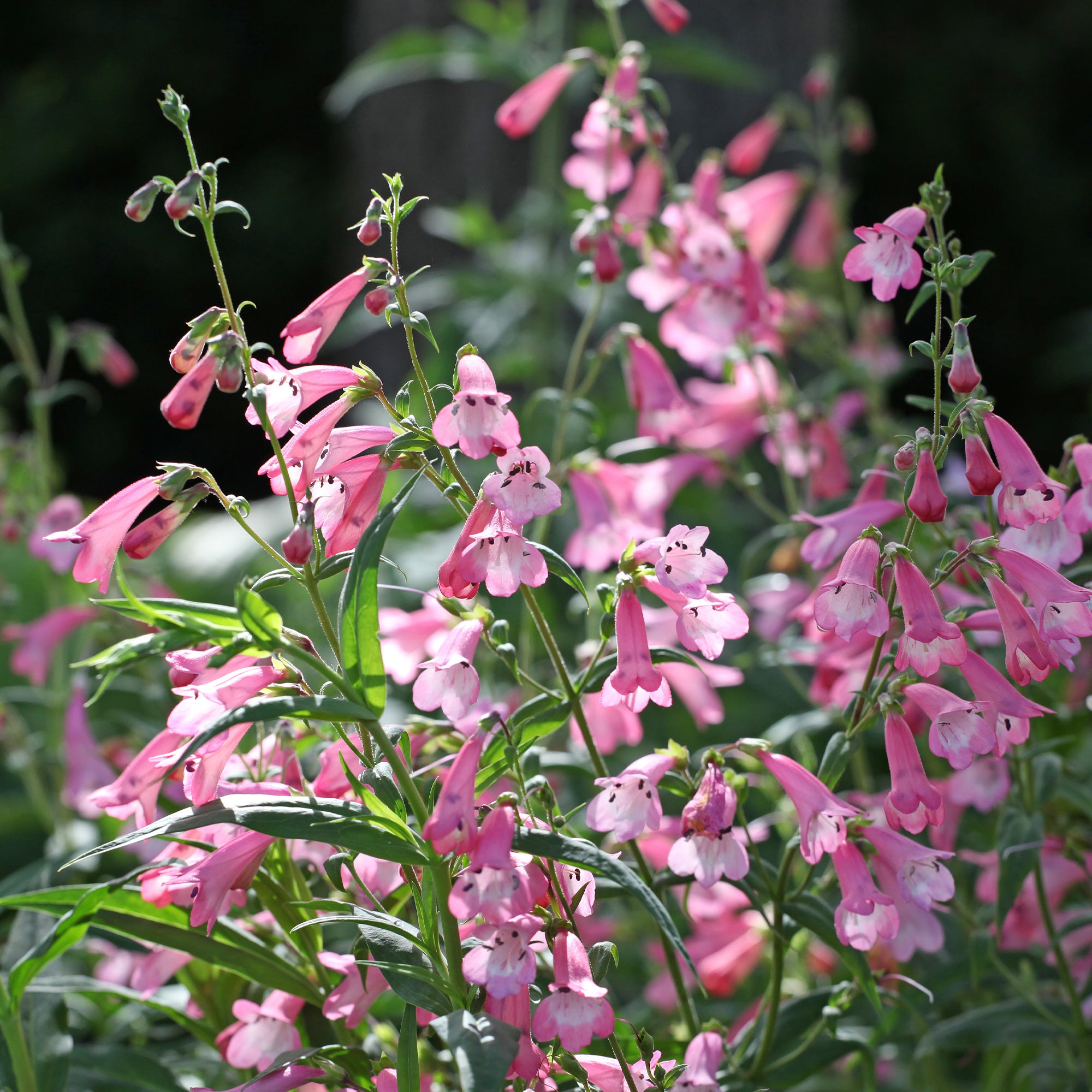 Bakker Galane Apple Blossom Penstemon rose pot 8cm