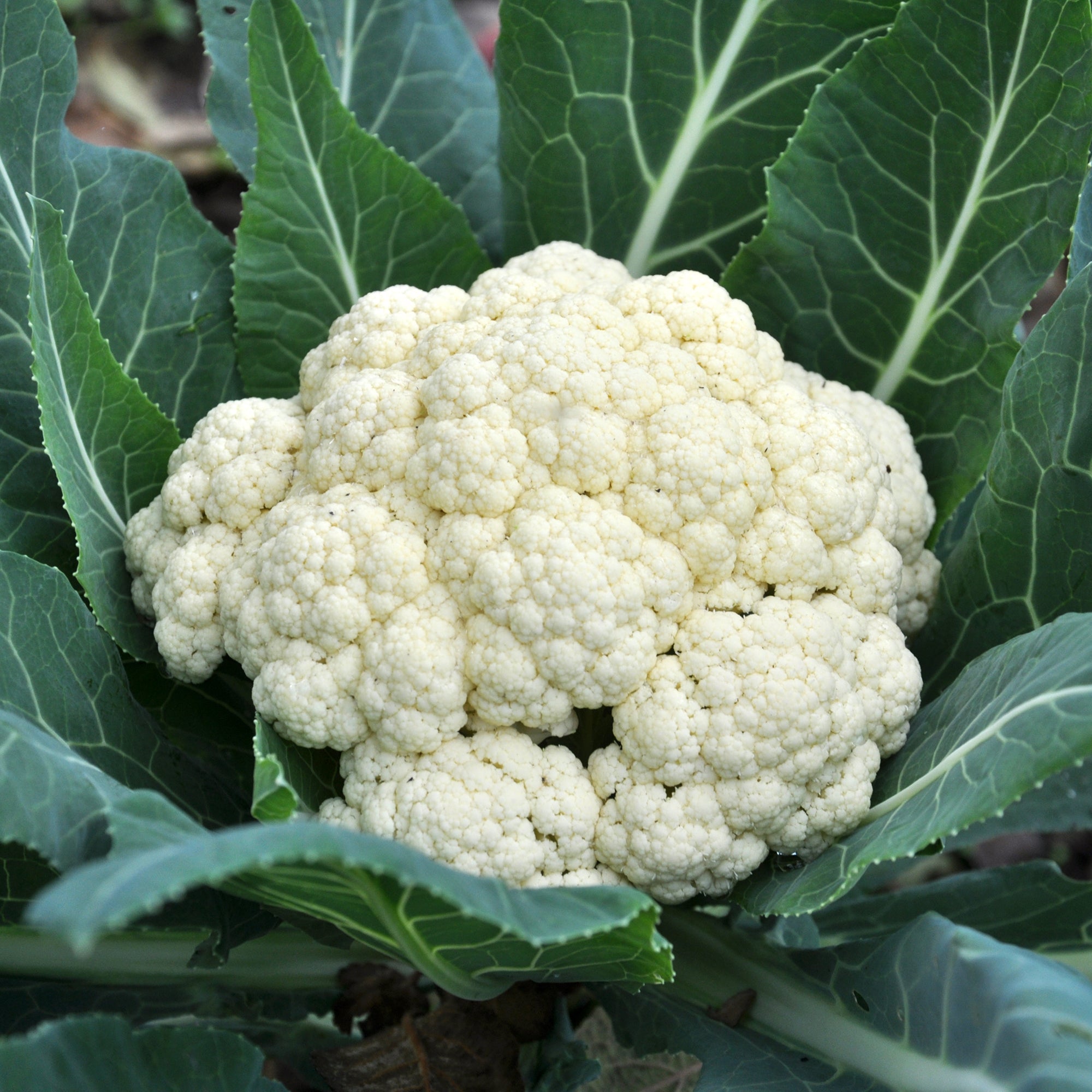 Bakker Chou-fleur Novia F1 plants potager 6 mottes chair blanche