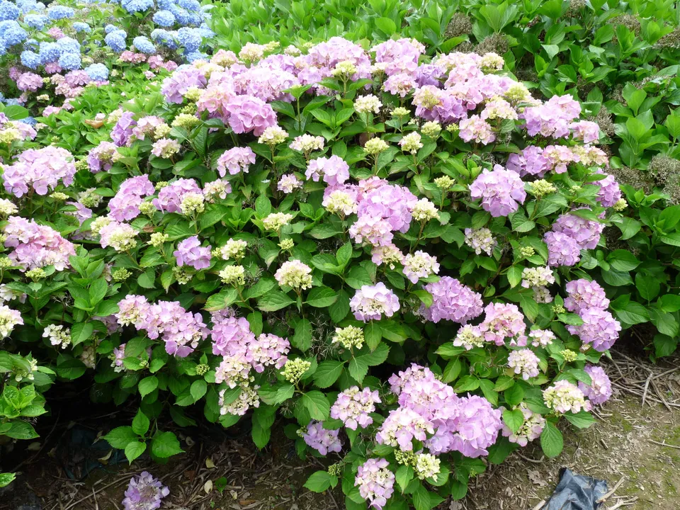 Les Hortensias du Haut Bois Madame Plumecoq hortensia rond