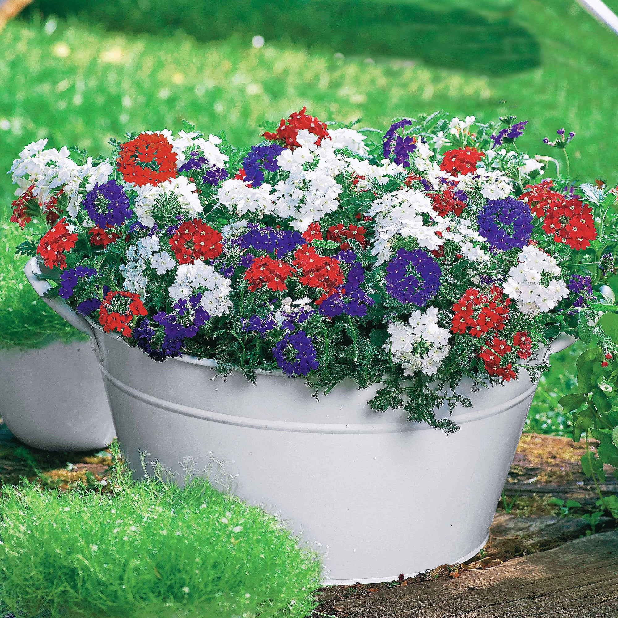Bakker Verveine rouge blanc bleu 3 pots Ø10.5cm
