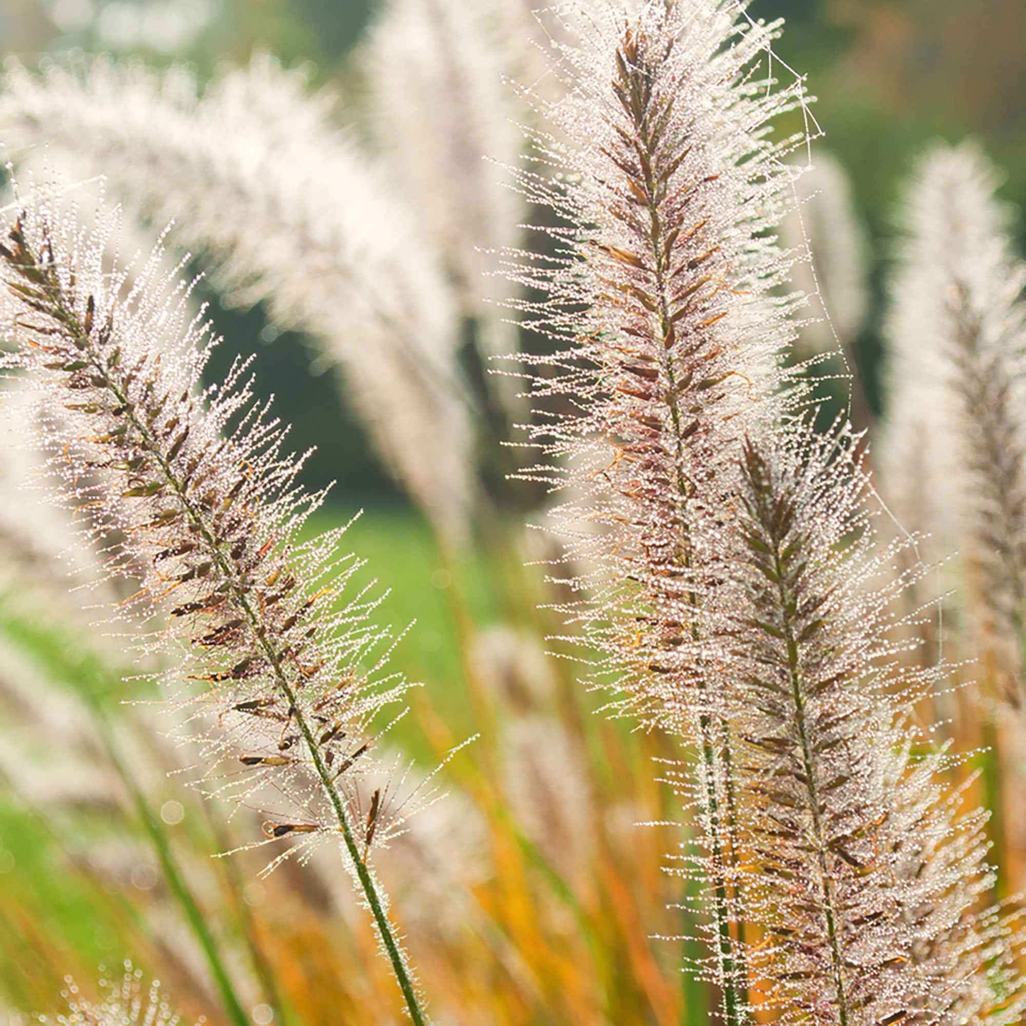 Bakker Fairy Tails pennisetum graminée pot 9cm crème