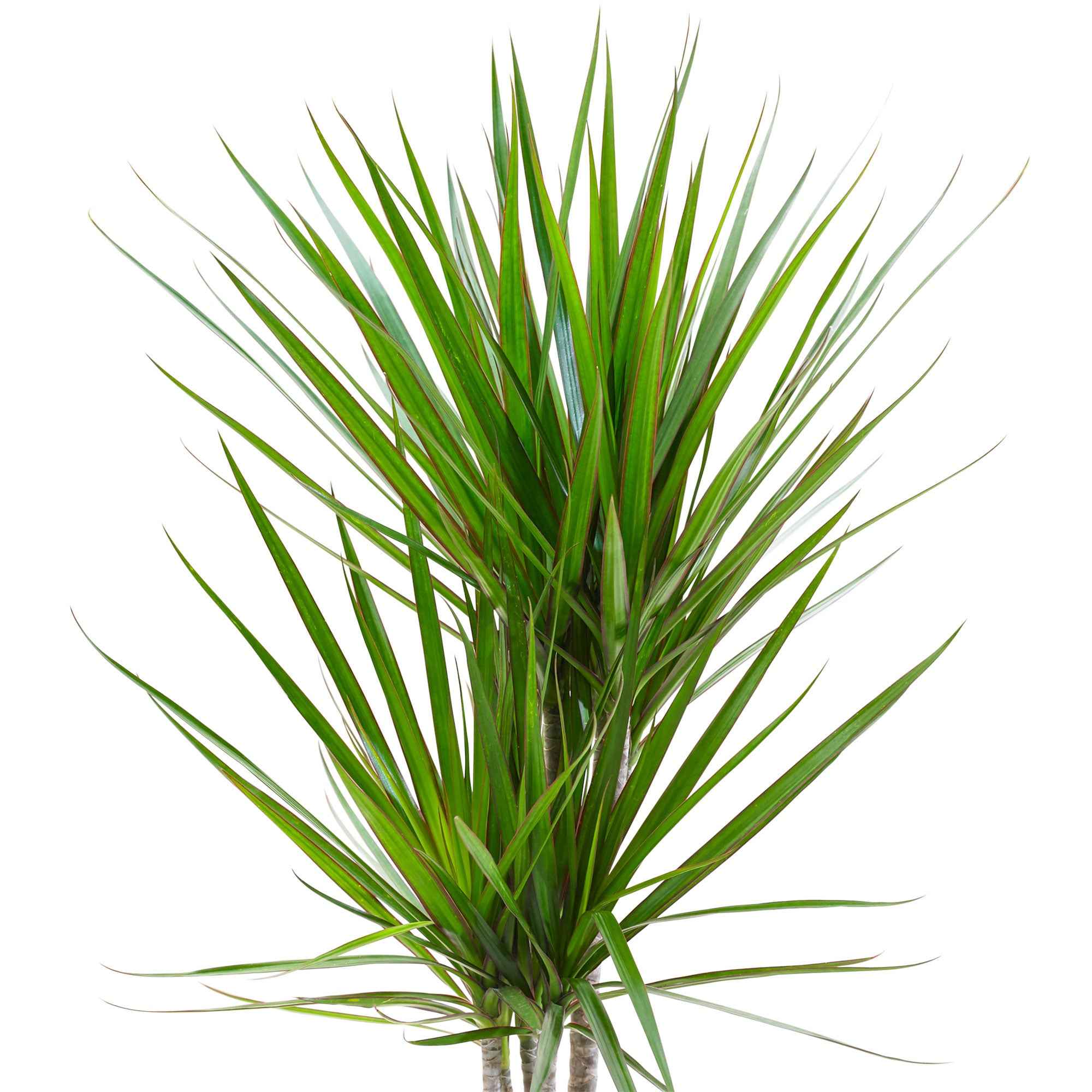 Bakker Dracaena marginata dragonnier pot 17 cm 70-90 cm