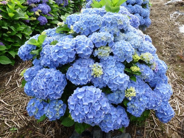 Les Hortensias du Haut Bois Bodensee hortensia macrophylla fleurs rondes godet