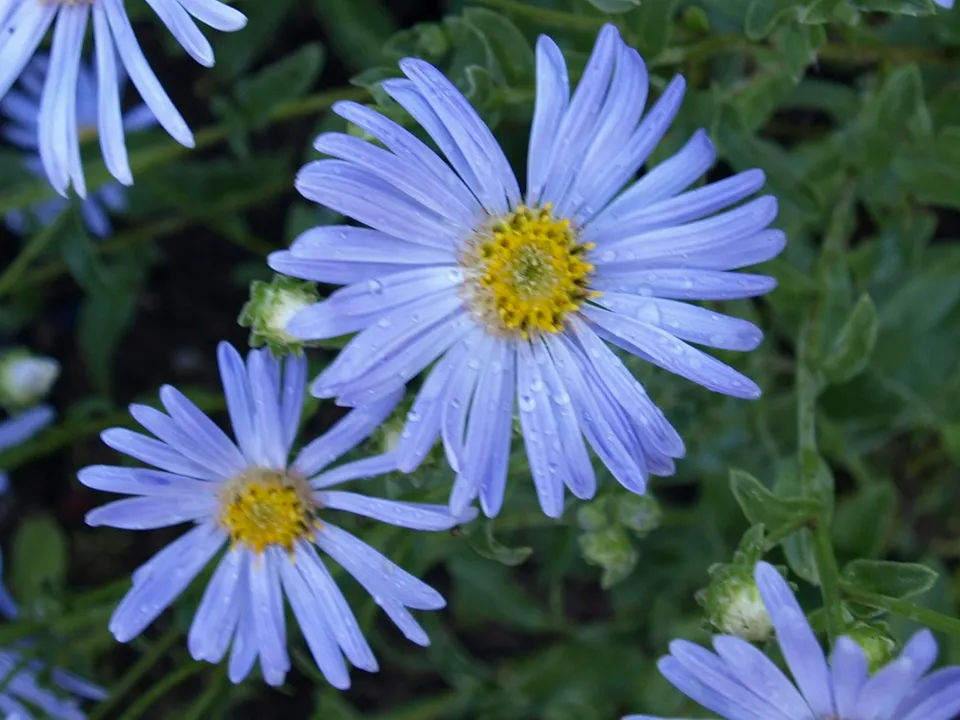 Passion Vivaces Aster amellus Wildform plante vivace godet bleu lavande