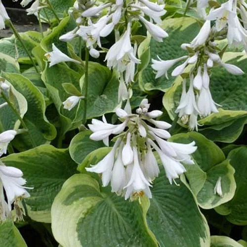 Bakker Northern Exposure hosta vivace pot 9cm ombre