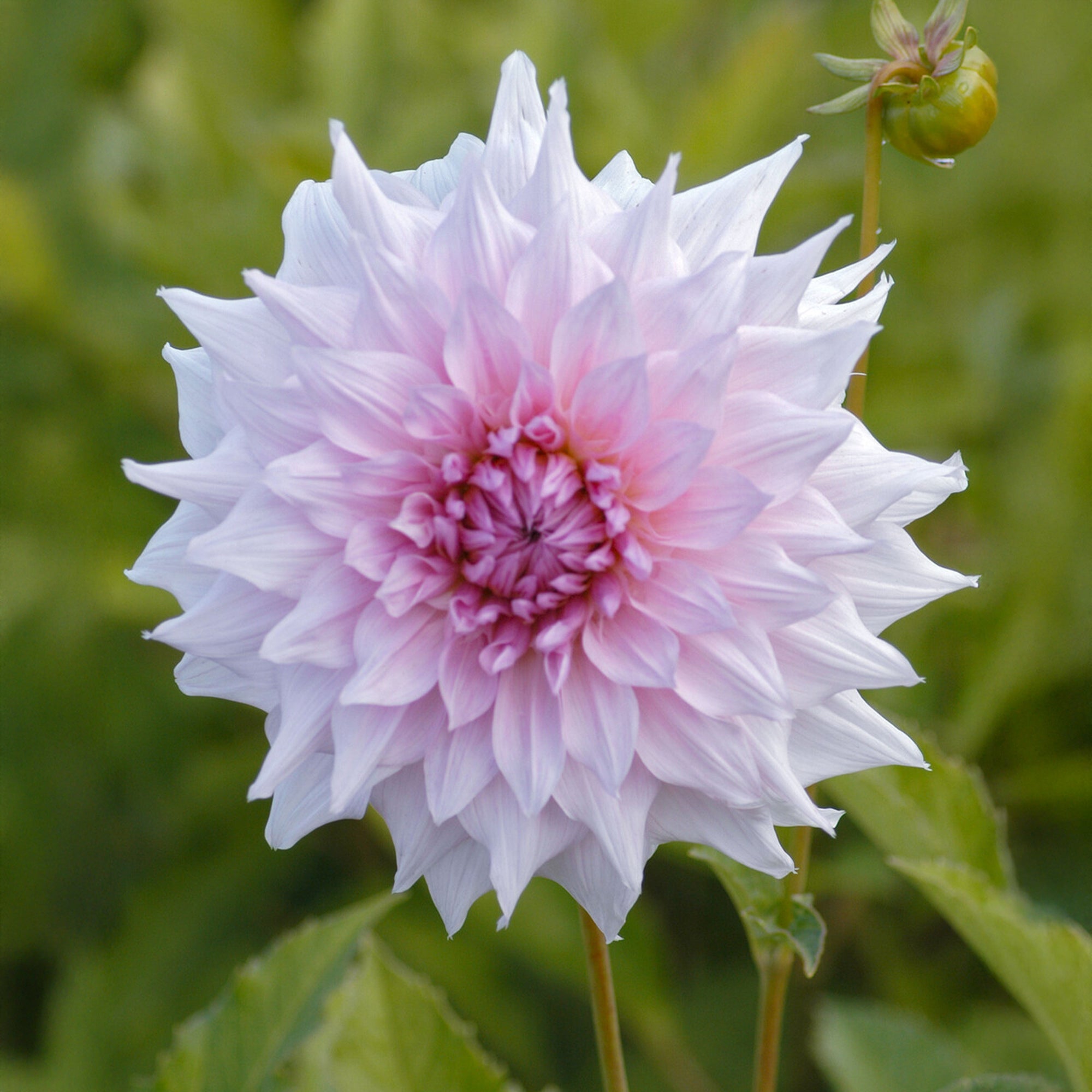 Bakker Shiloh Noelle dahlia blanc sachet 1 bulbe massif