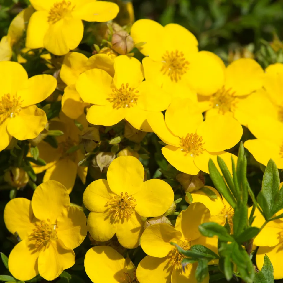 Bakker Potentille Goldfinger arbuste pot Ø 9 cm fleurs jaunes