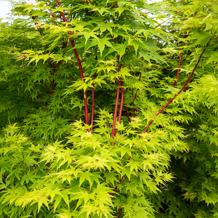 Bakker Érable du Japon Sango-kaku arbre pot Ø19cm