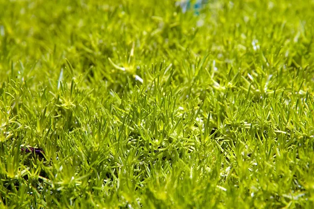 SAGINA compacta Aurea plante vivace pot 1 litre dorée