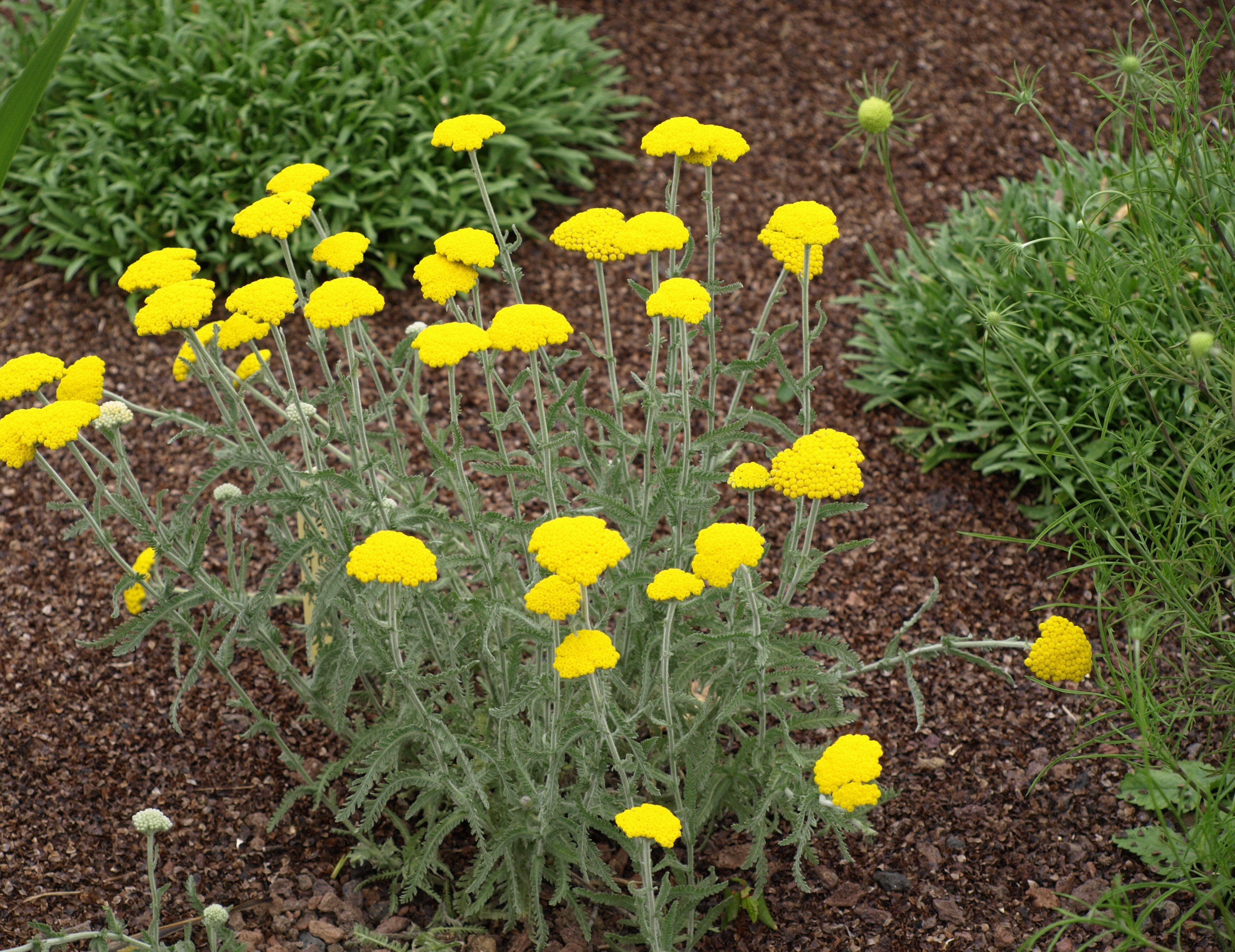 Passion Vivaces Achillea coarctata achillée plante vivace soleil