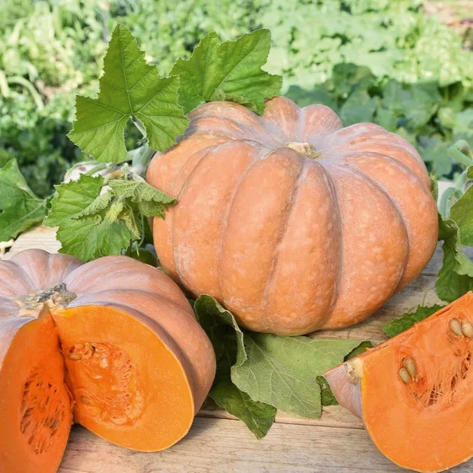 Bakker Musquée de Provence graines de courge sachet 10 graines