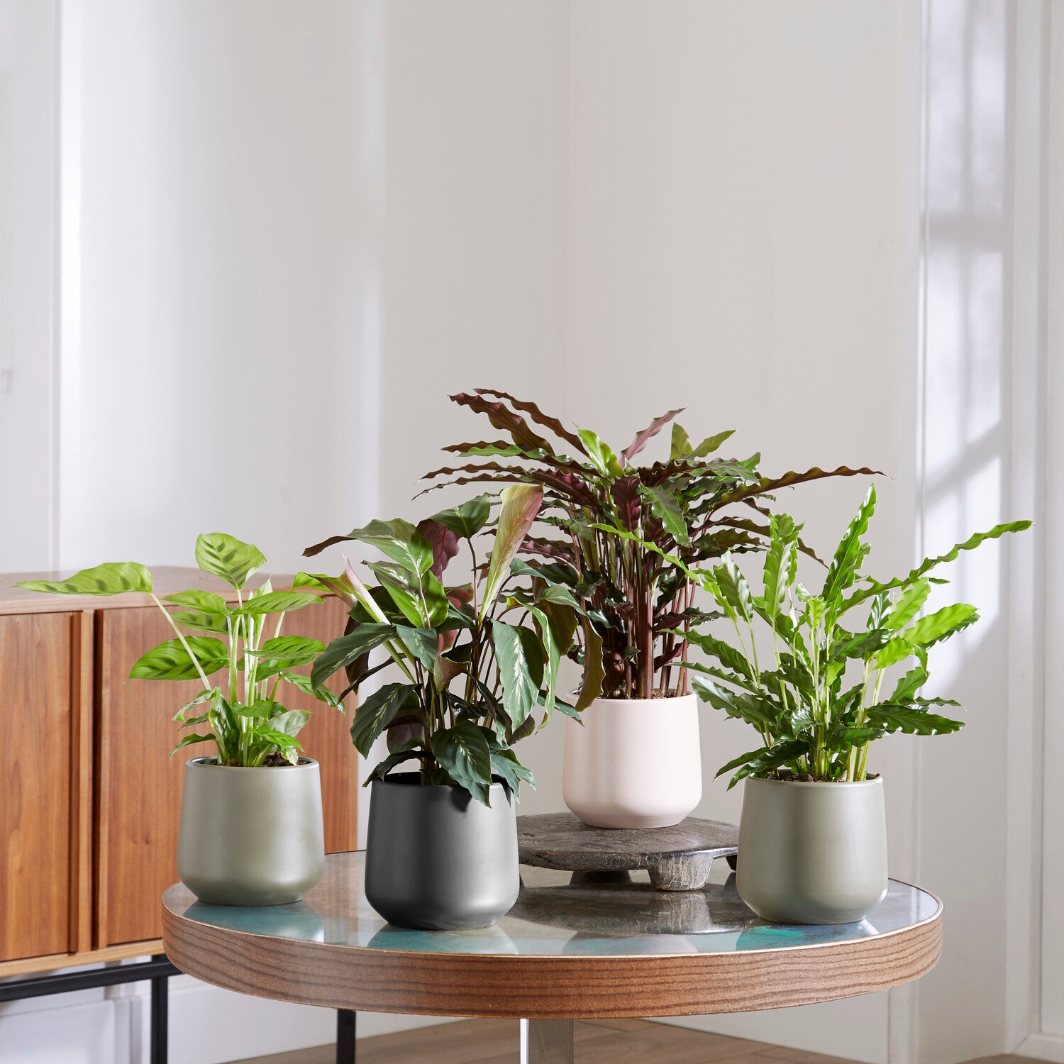Bakker Calathéas mélange plante verte 4 pots Ø12cm