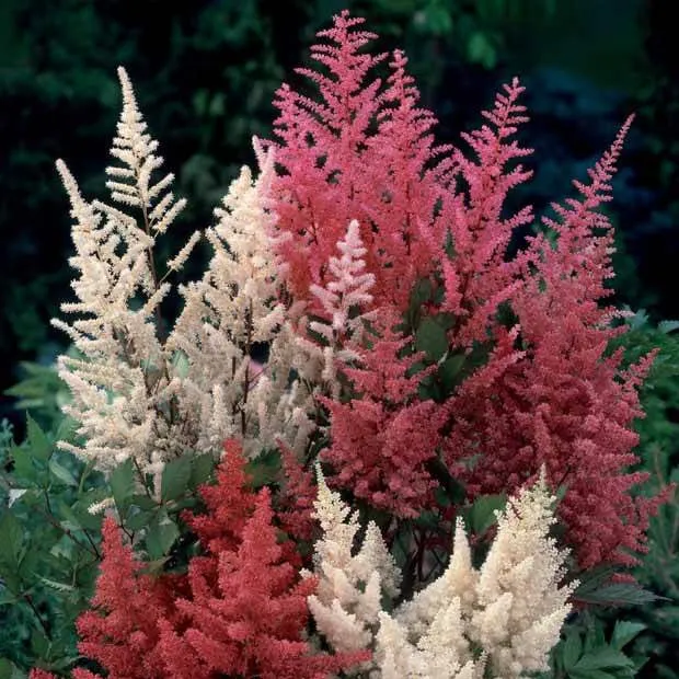 Bakker Astilbes mélange vivace lot 2 racines nues rose blanc