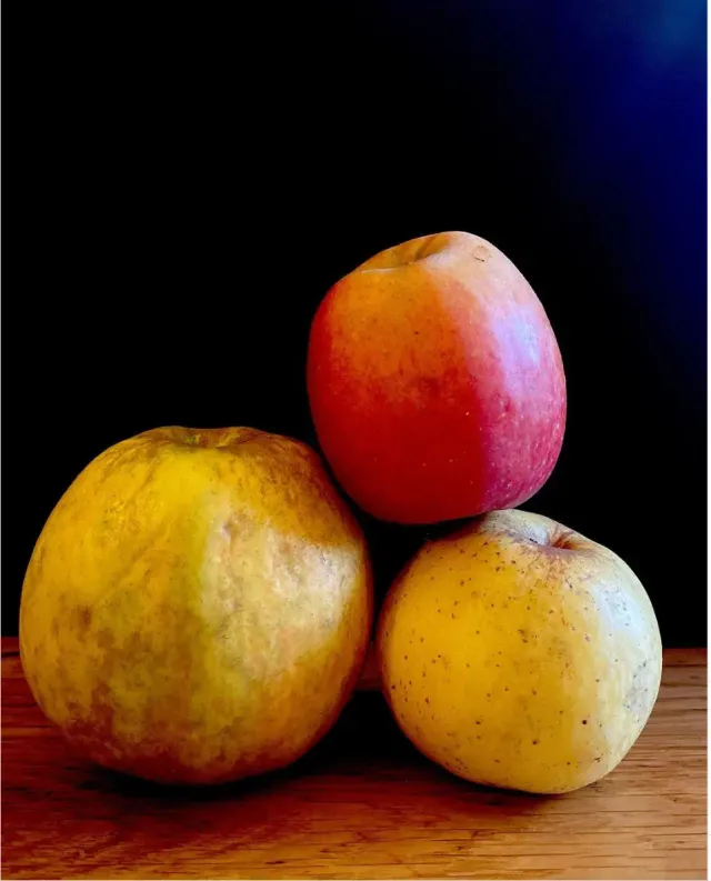 Michel Adam Belchard pommier fruitier pomme couteau sucrée