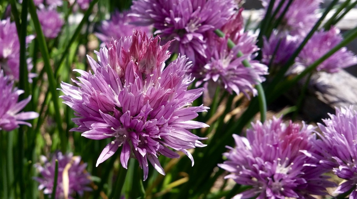 Passion Vivaces Allium schoenoprasum Forescate ciboulette rose vif
