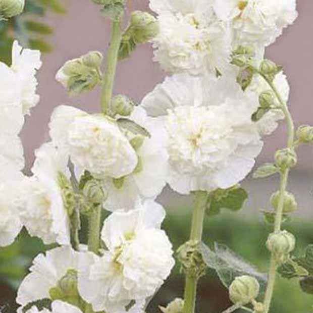 Bakker Alcea rosea rose trémière double blanche pot 8cm