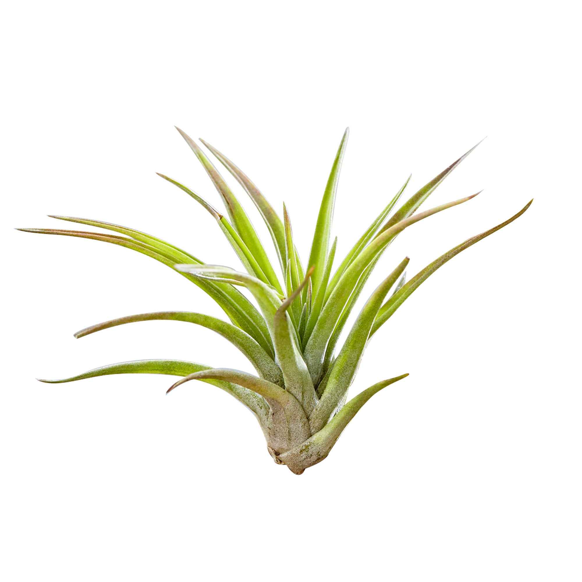 Bakker Tillandsias plante aérienne kit sur bois vert