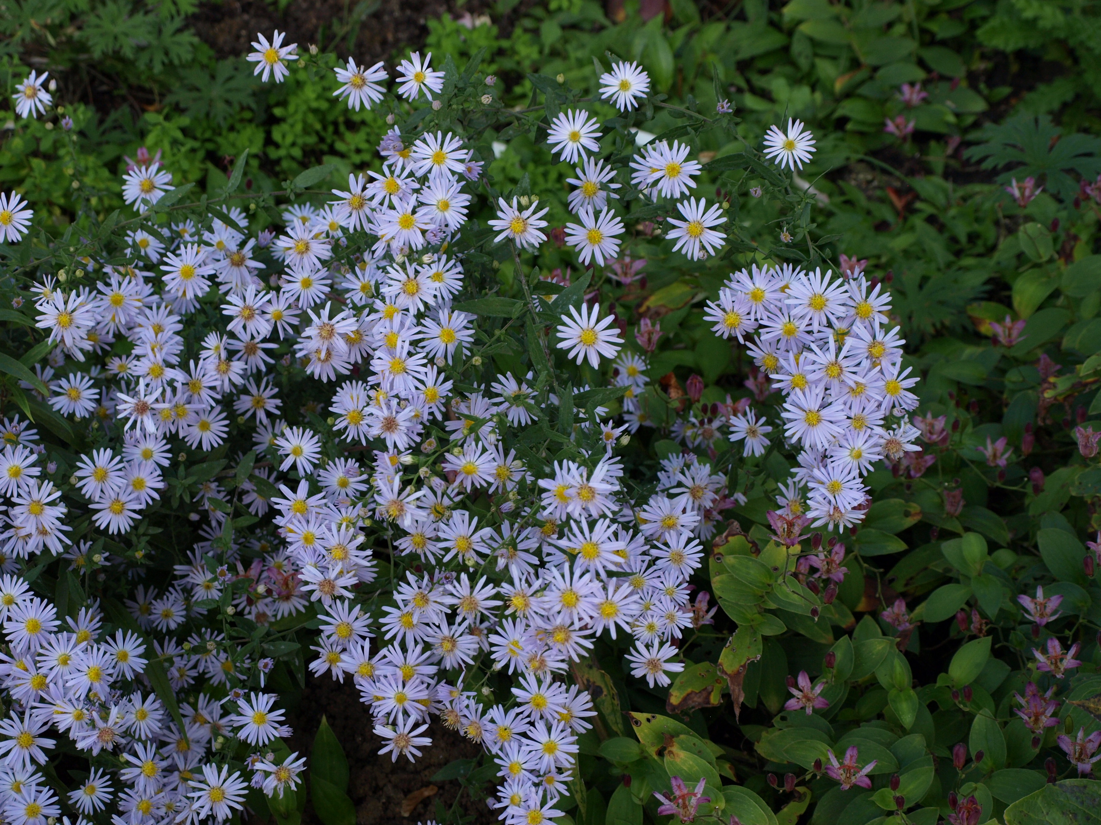 Passion Vivaces Aster Edwin Beckett plante vivace mauve godet