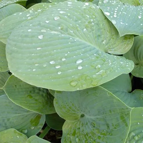 Bakker True Blue hosta vivace pot 9cm feuillage bleu ombre