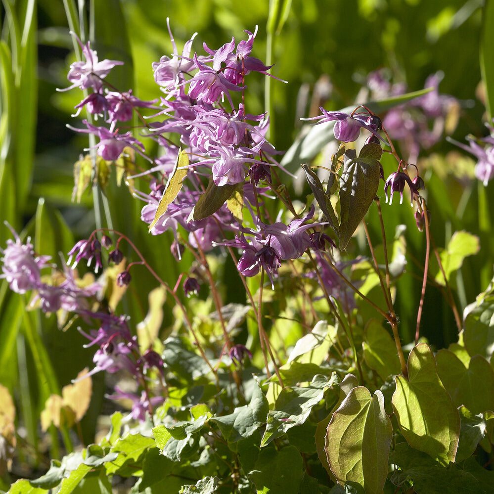 Bakker Lilafee epimedium plante vivace pot 9cm fuchsia