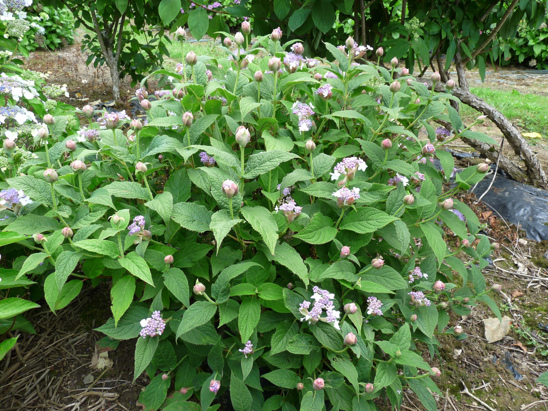 Les Hortensias du Haut Bois Hydrangea involucrata hortensia mi-ombre