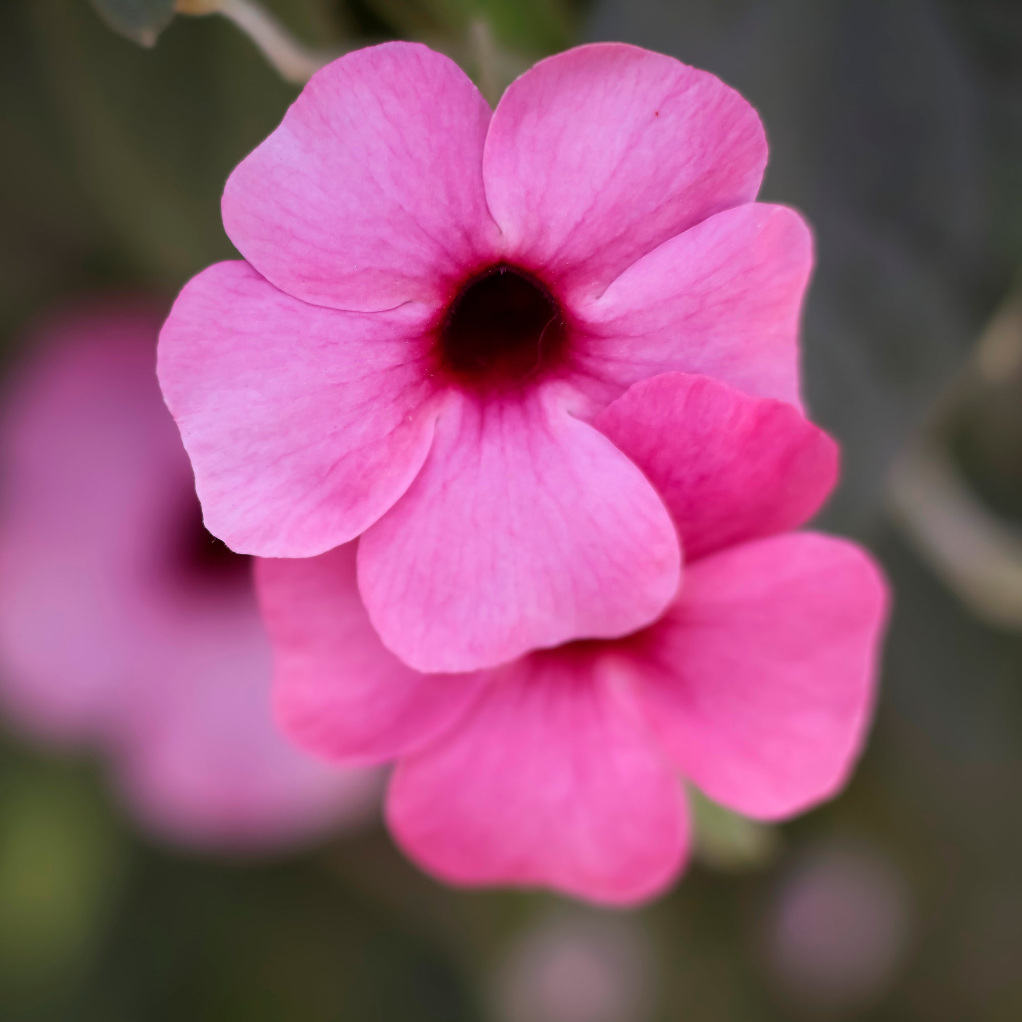 Bakker Sunny Susy Rose Sensation œil de Suzanne pot 10,5cm