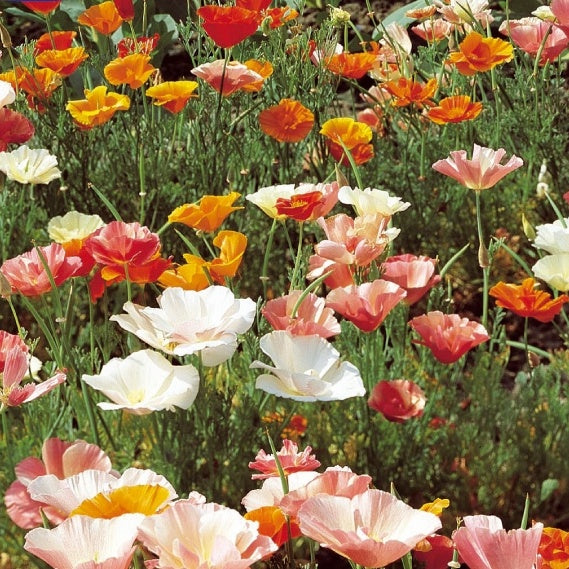 Bakker Pavot Californie graines 1g ±650 graines