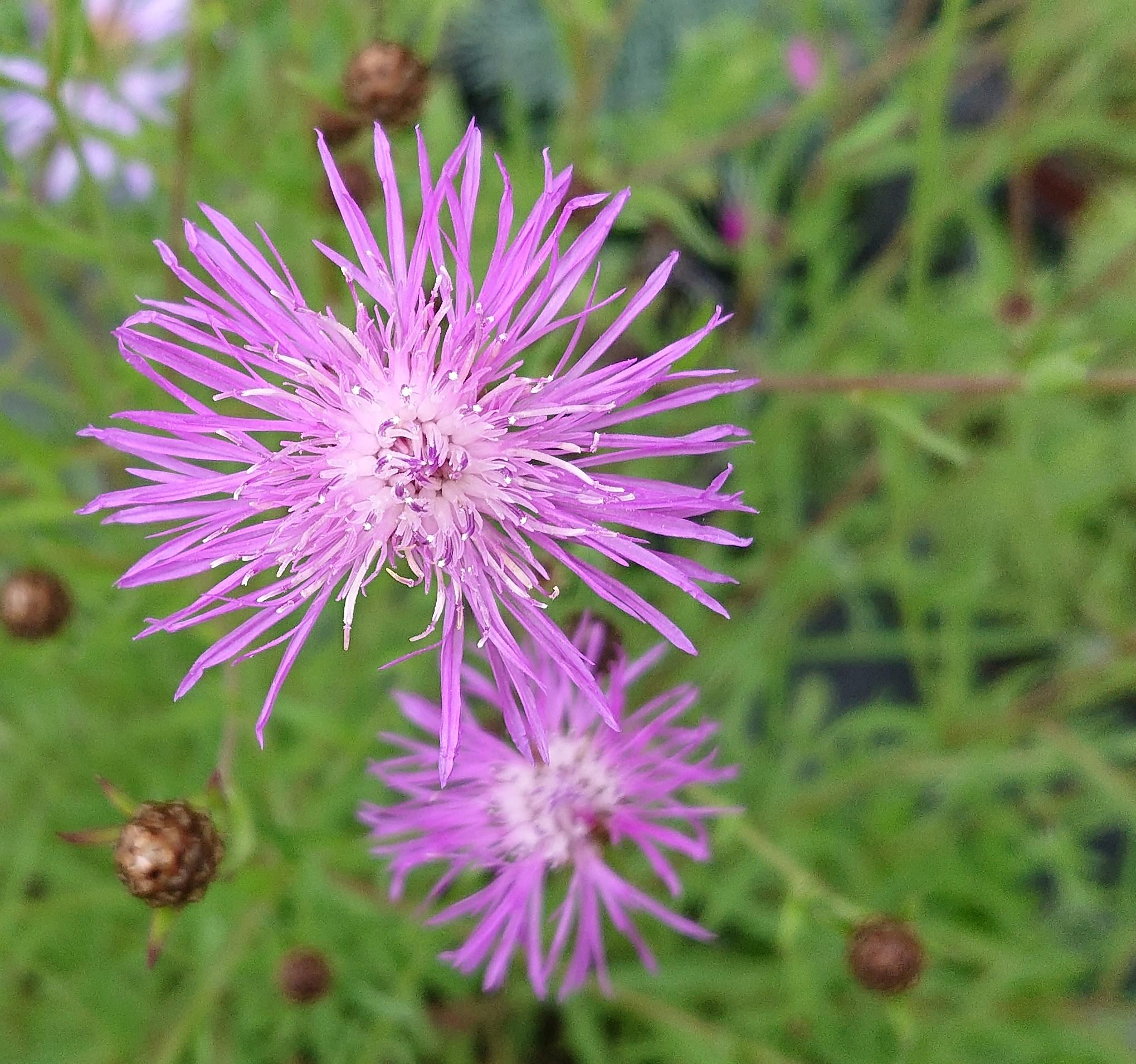 Passion Vivaces Centaurea Jacea centaurée godet rose