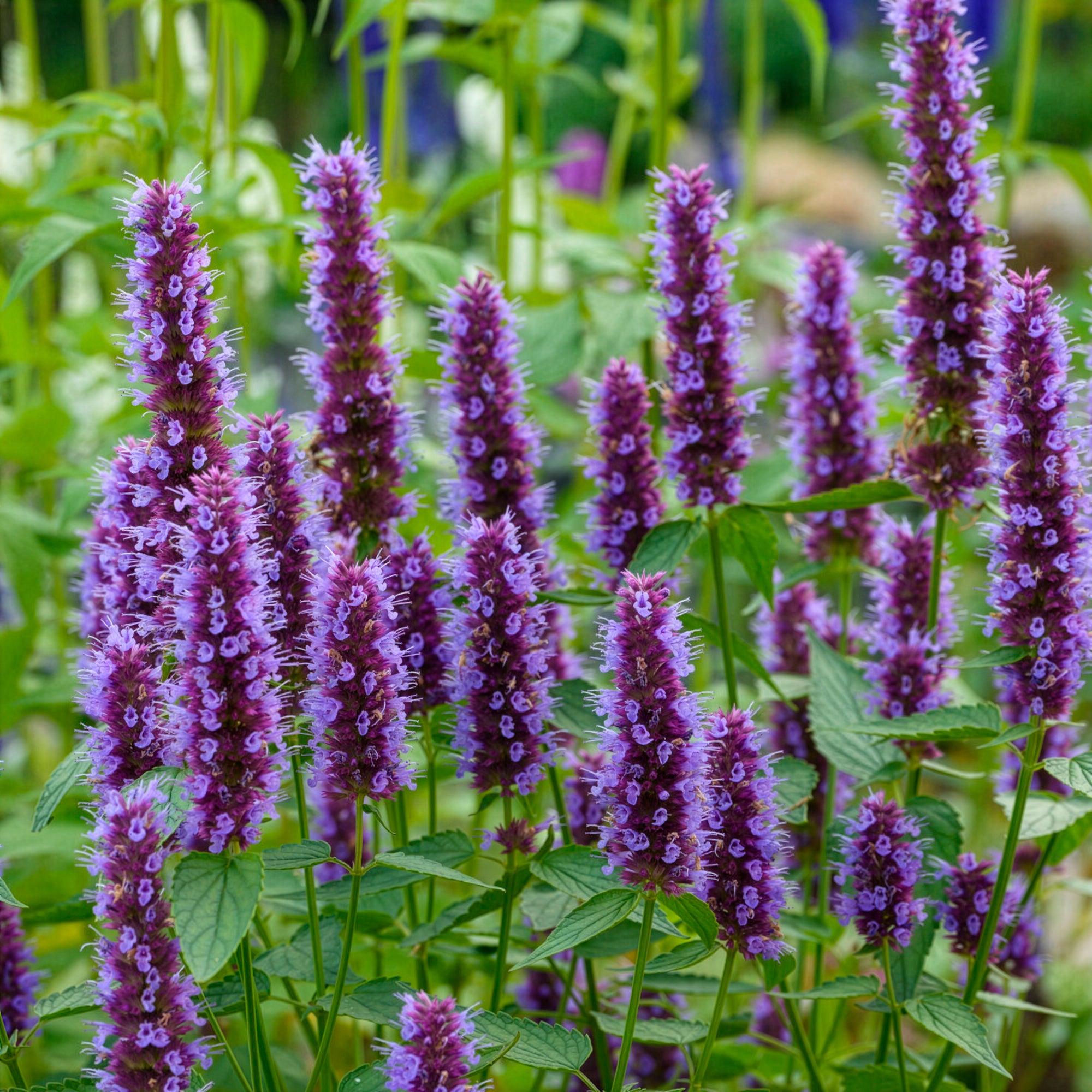 Bakker Agastache Beelicious Purple vivace violet pot 9cm