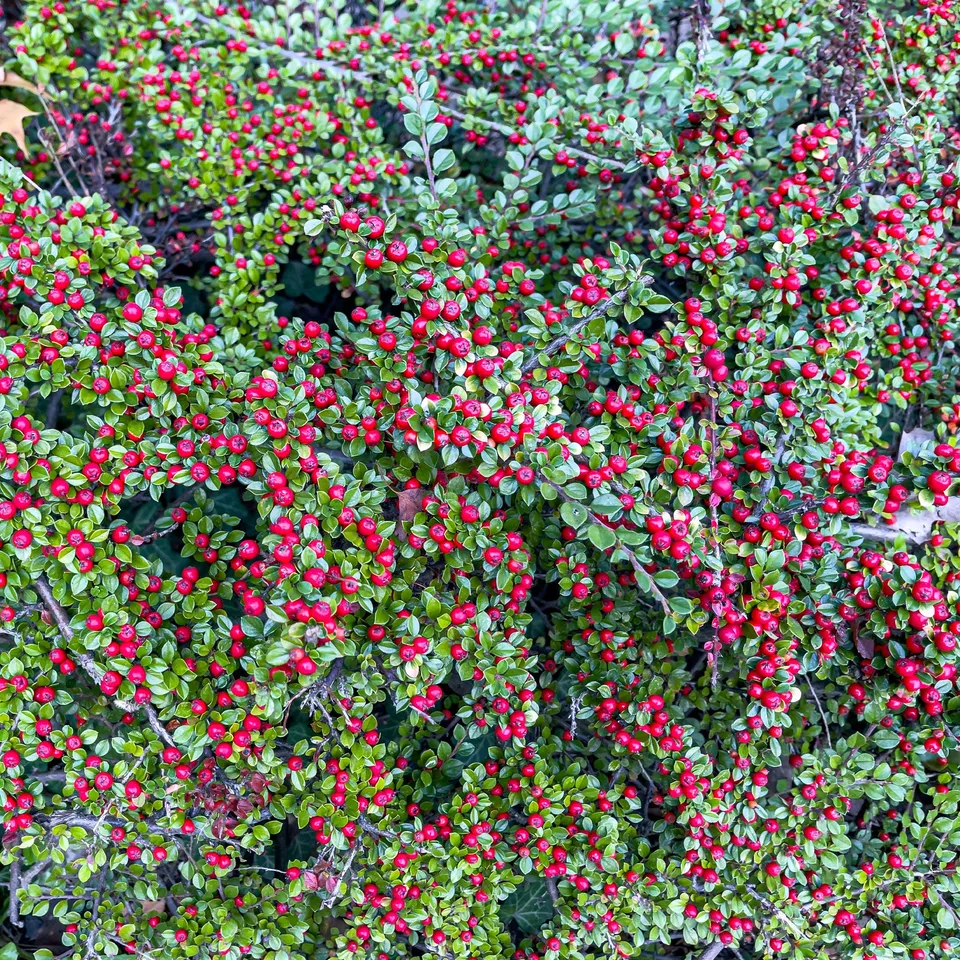 Bakker Cotoneaster rampant arbuste pot 1,5L 20-30cm