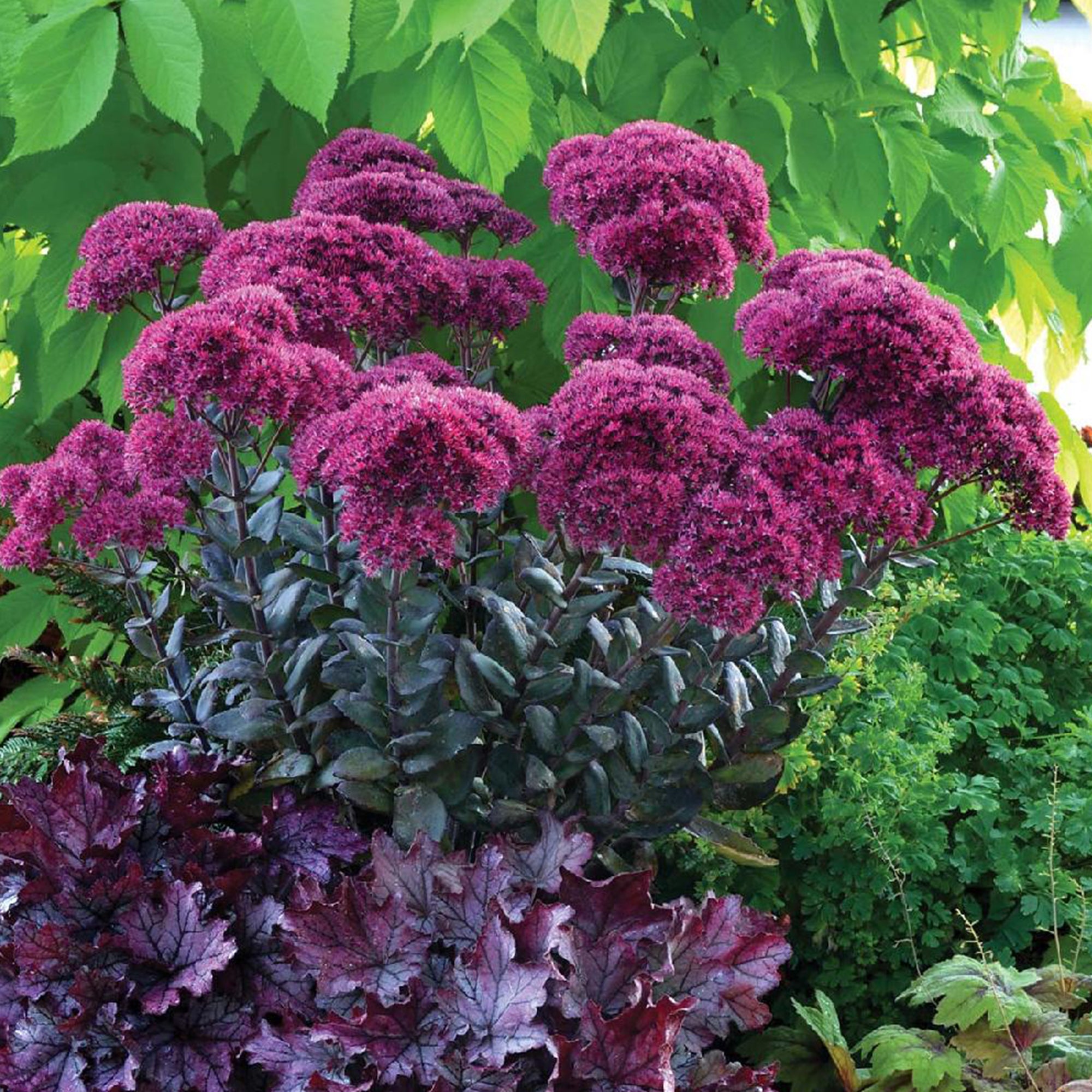 Bakker Sedum Thunderhead orpin vivace pot Ø9cm pourpre