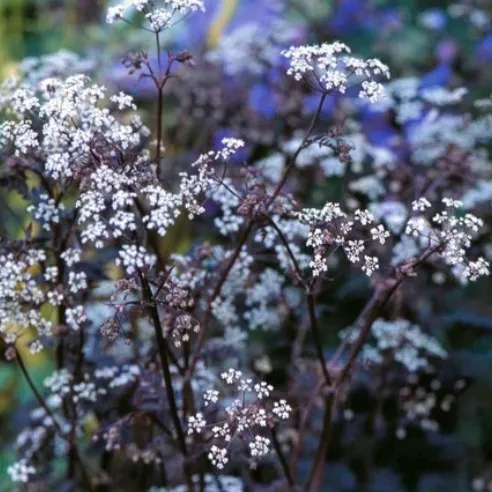 Passion Vivaces Anthriscus Ravenswing cerfeuil vivace feuillage pourpre