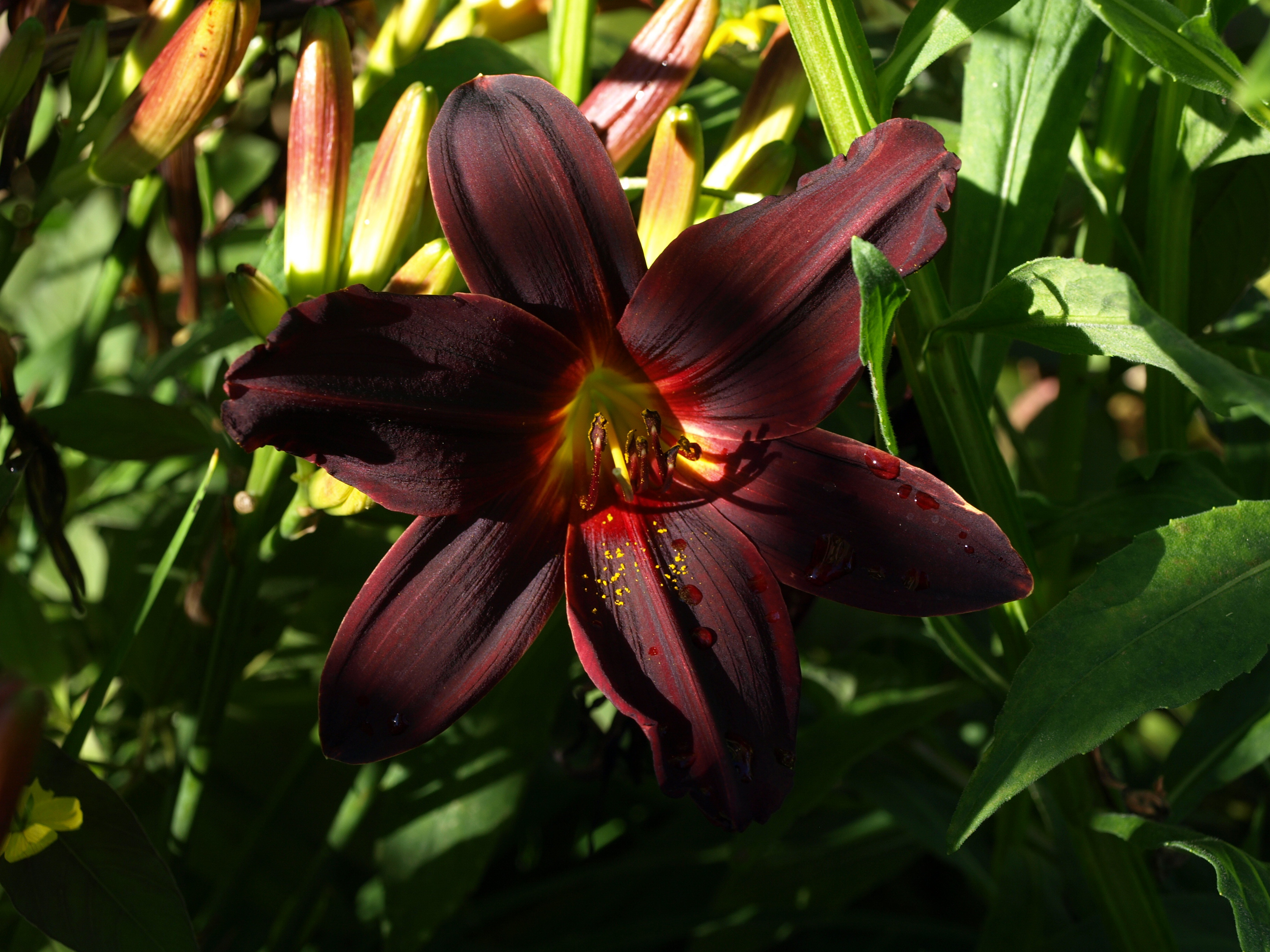 Passion Vivaces Hemerocallis American Revolution hémérocalle pot 1L bordeaux