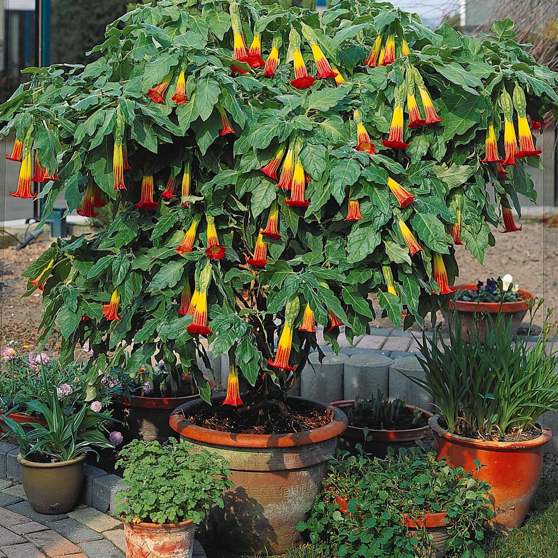 Bakker Brugmansias collection arbuste 3 pots 9cm mixte