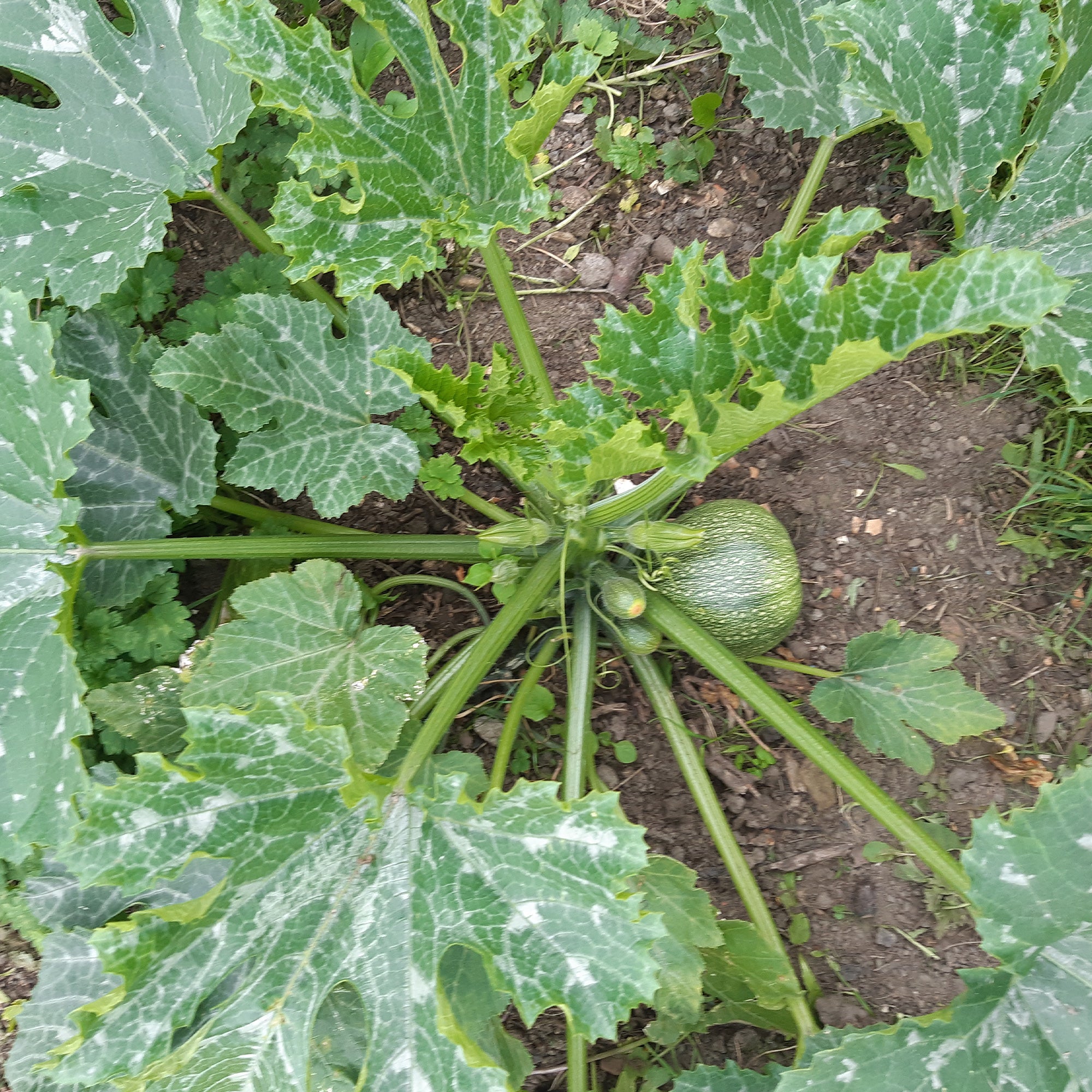 Bakker De Nice courgette ronde sachet 5 graines farcie