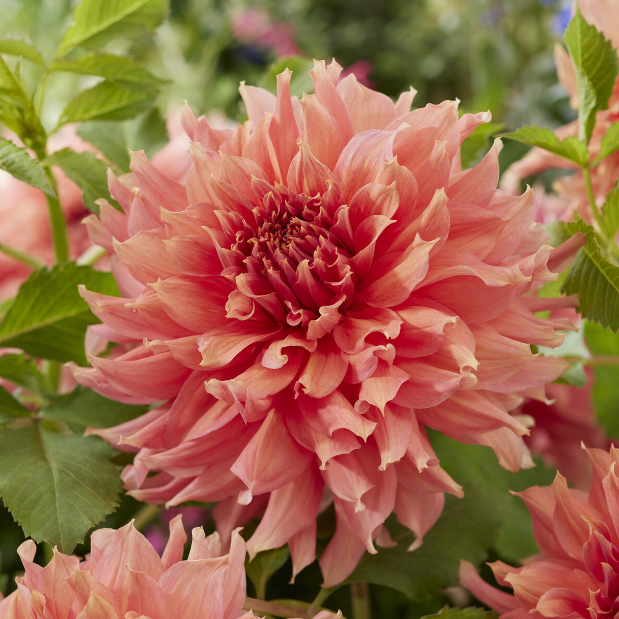 Bakker Fairway Spur dahlia géant sachet 1 bulbe saumon