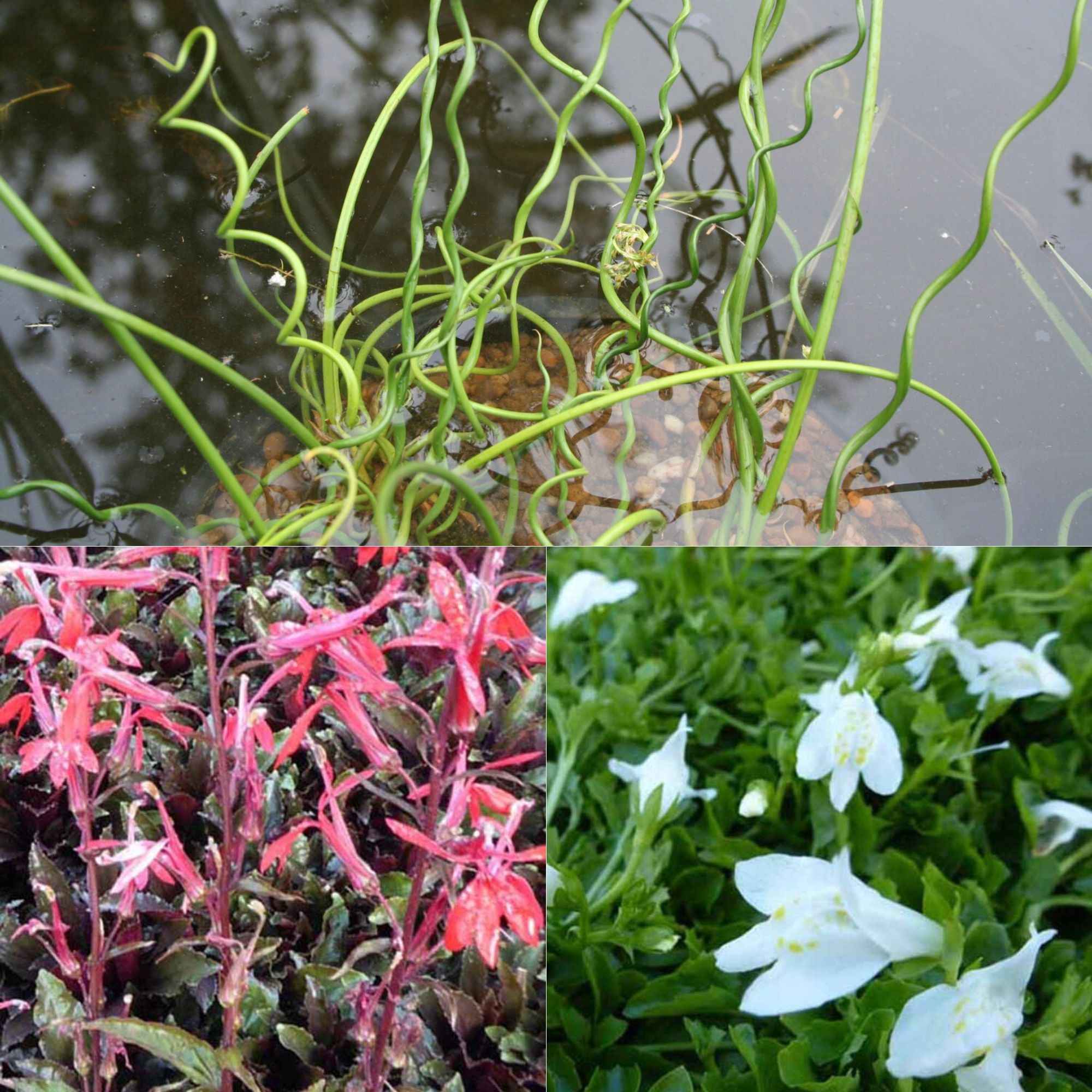 Bakker Plantes de bassin 3 pots Ø 9cm lobelia juncus mazus