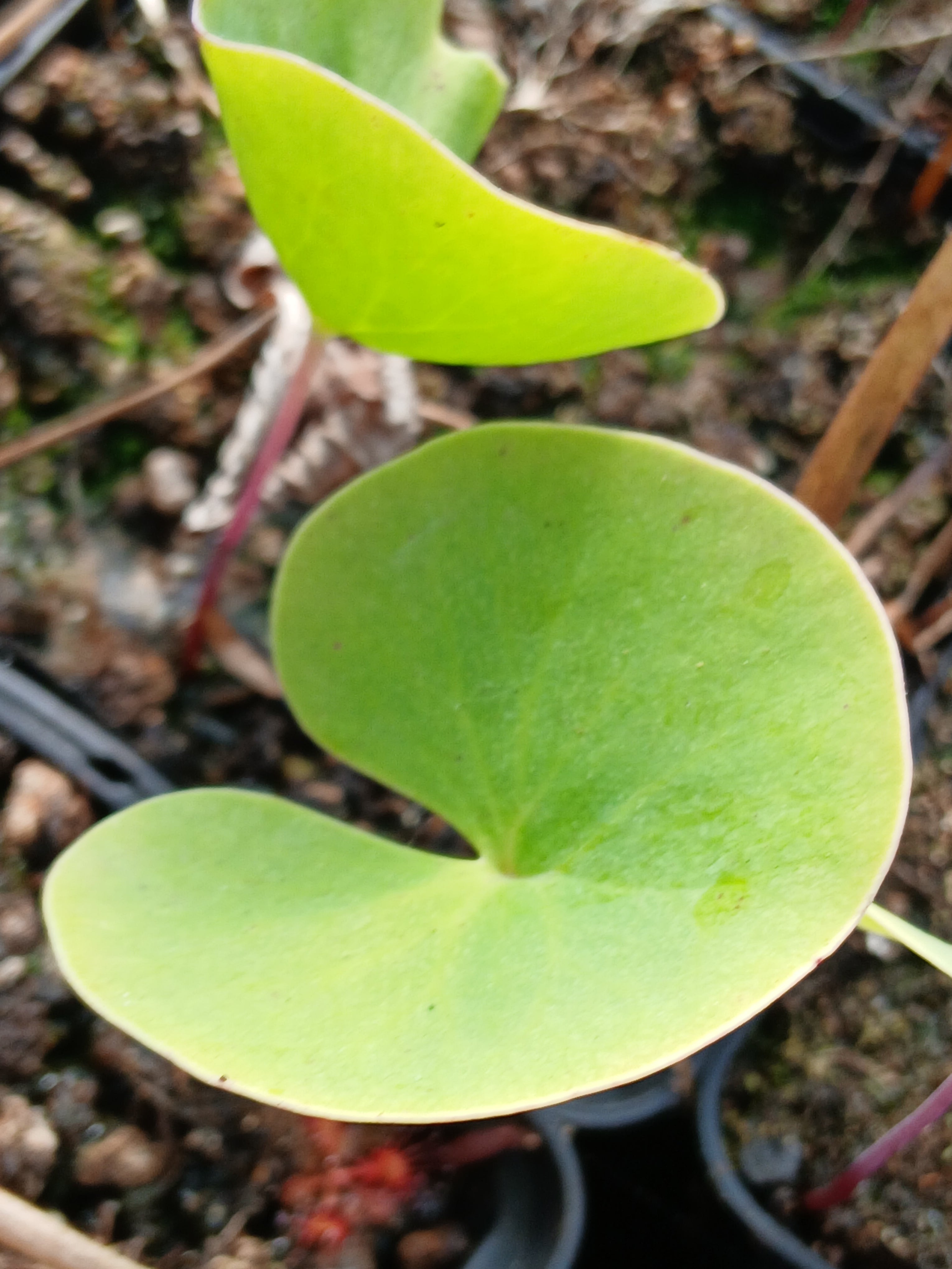 Carniflore Utriculaire nelumbifolia x reniformis plante carnivore fleur