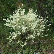 Passion Vivaces Thymus mastichina thym floraison blanche