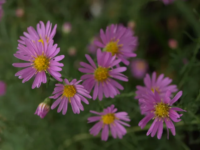 Passion Vivaces Aster Deep Danziger plante vivace godet rose foncé