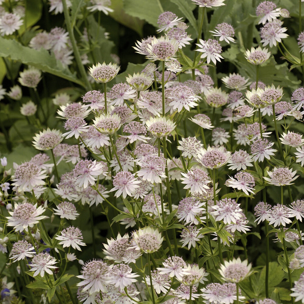 Bakker Astrance Buckland Astrantia plante vivace pot Ø9cm rose