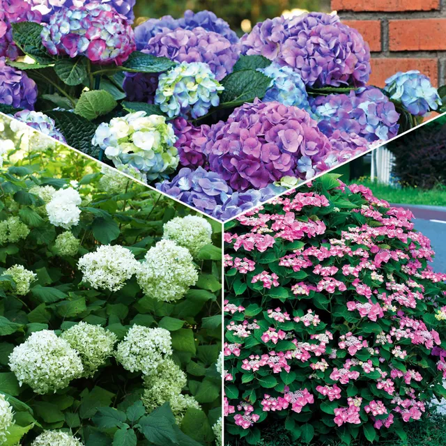 Bakker Hortensias massifs et haies arbuste 3 pots 1,5L