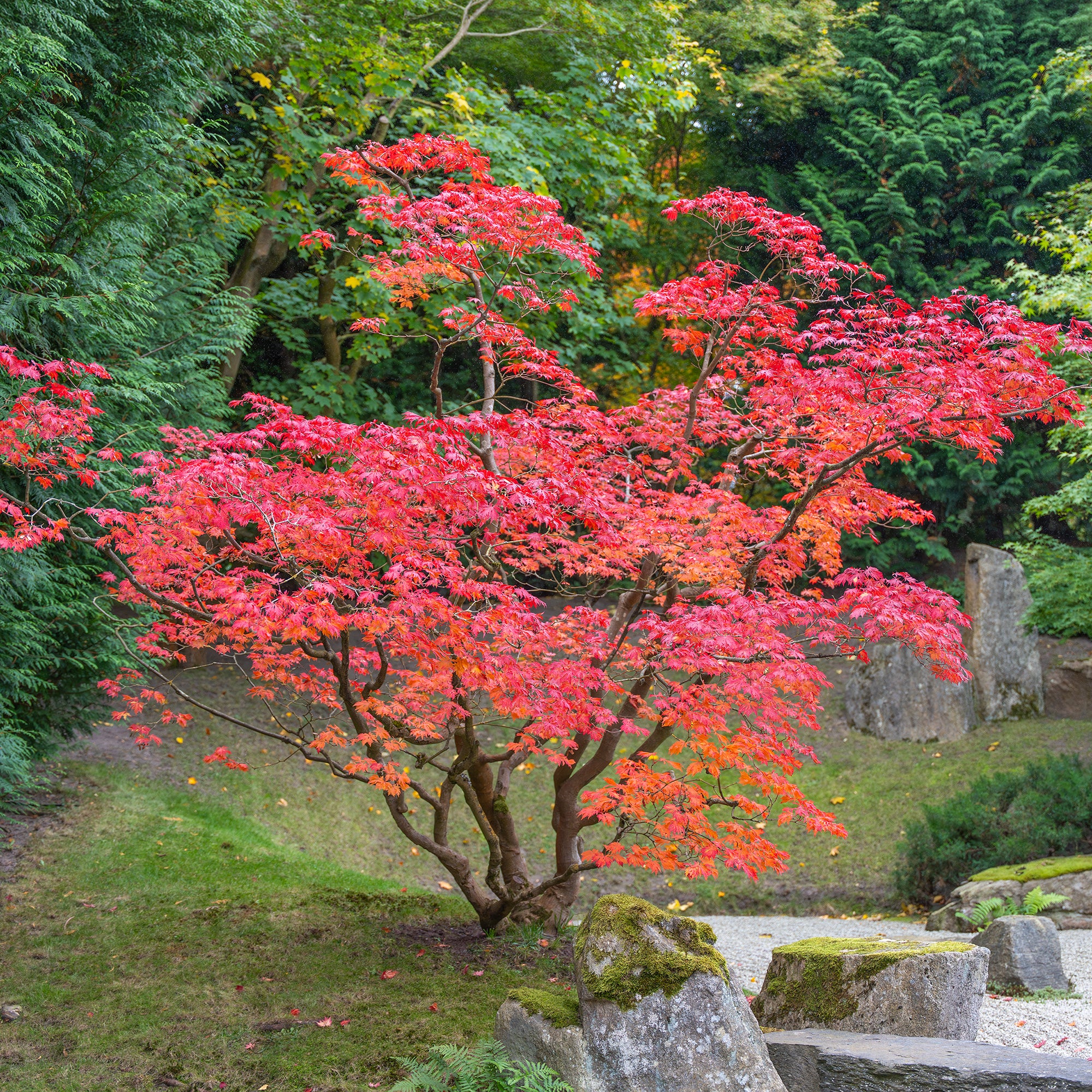 Bakker Arbustes Érable du Japon arbuste rouge pot 9 cm
