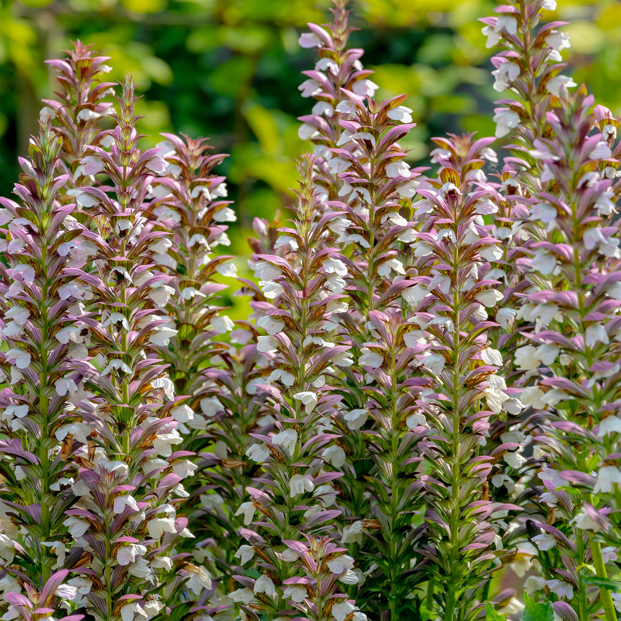 Bakker Acanthe épineuse vivace pot 9cm soleil mi-ombre