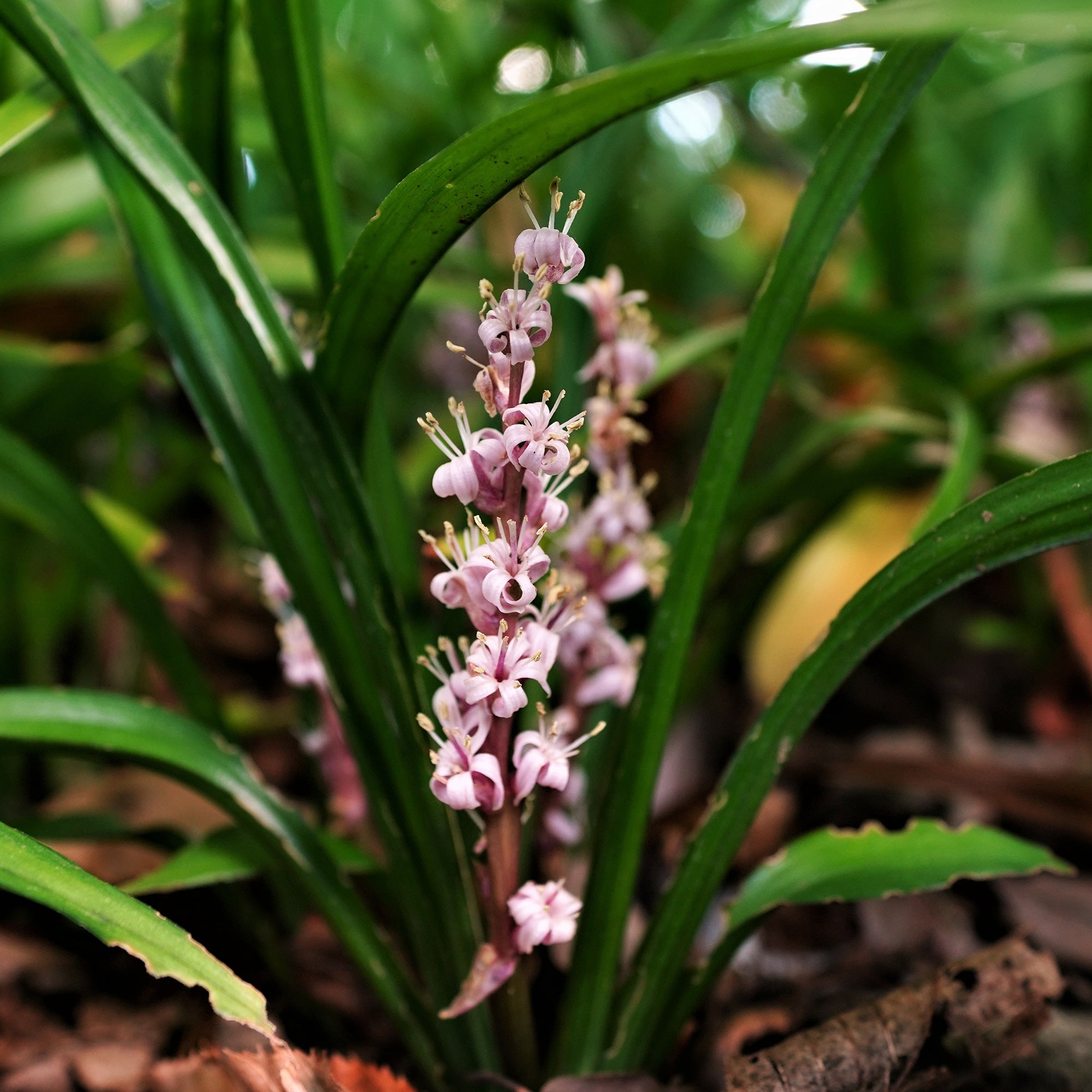 Bakker Plantes vivaces Muguet de Chine plante vivace pot 8cm rose